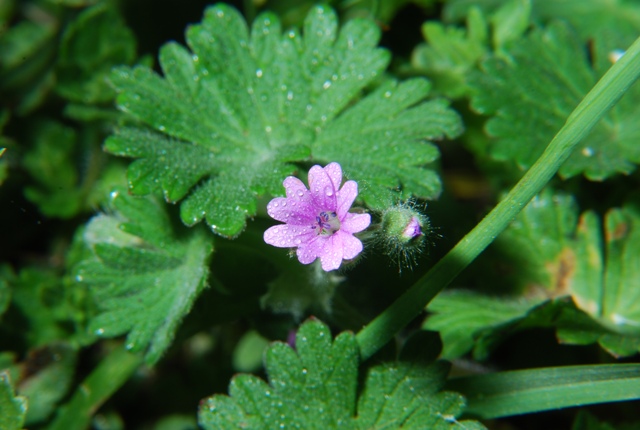 Geranium molle